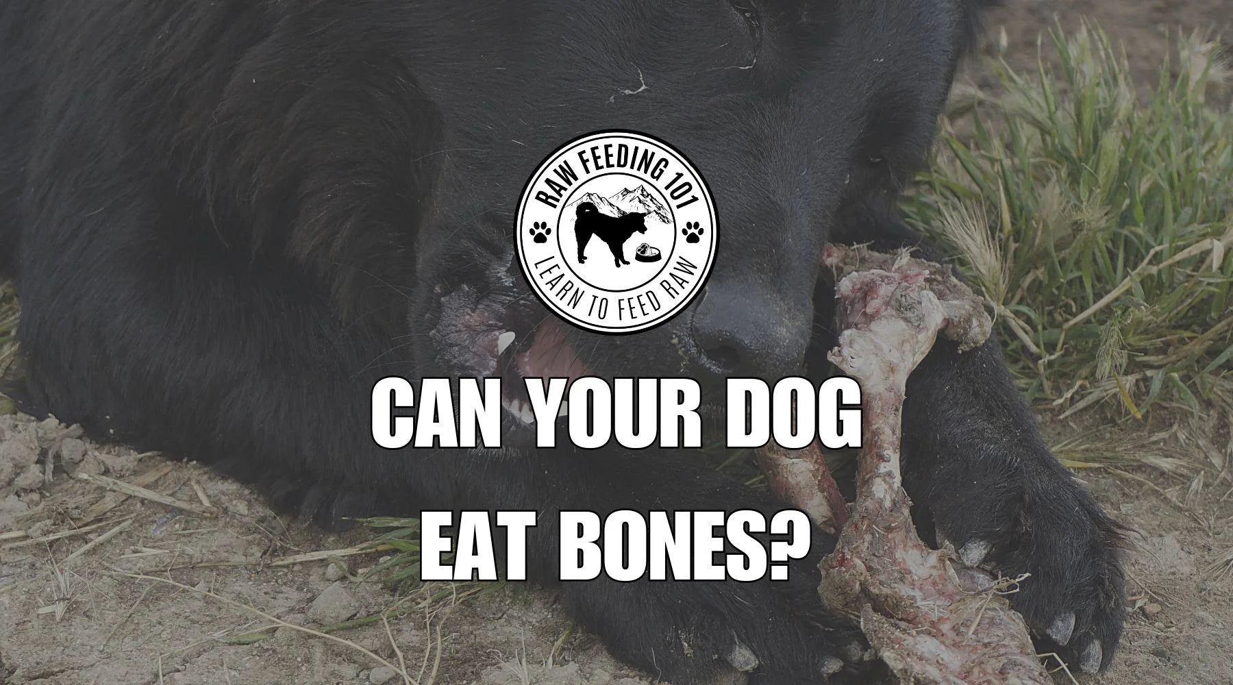 Can Dogs Have Bones?