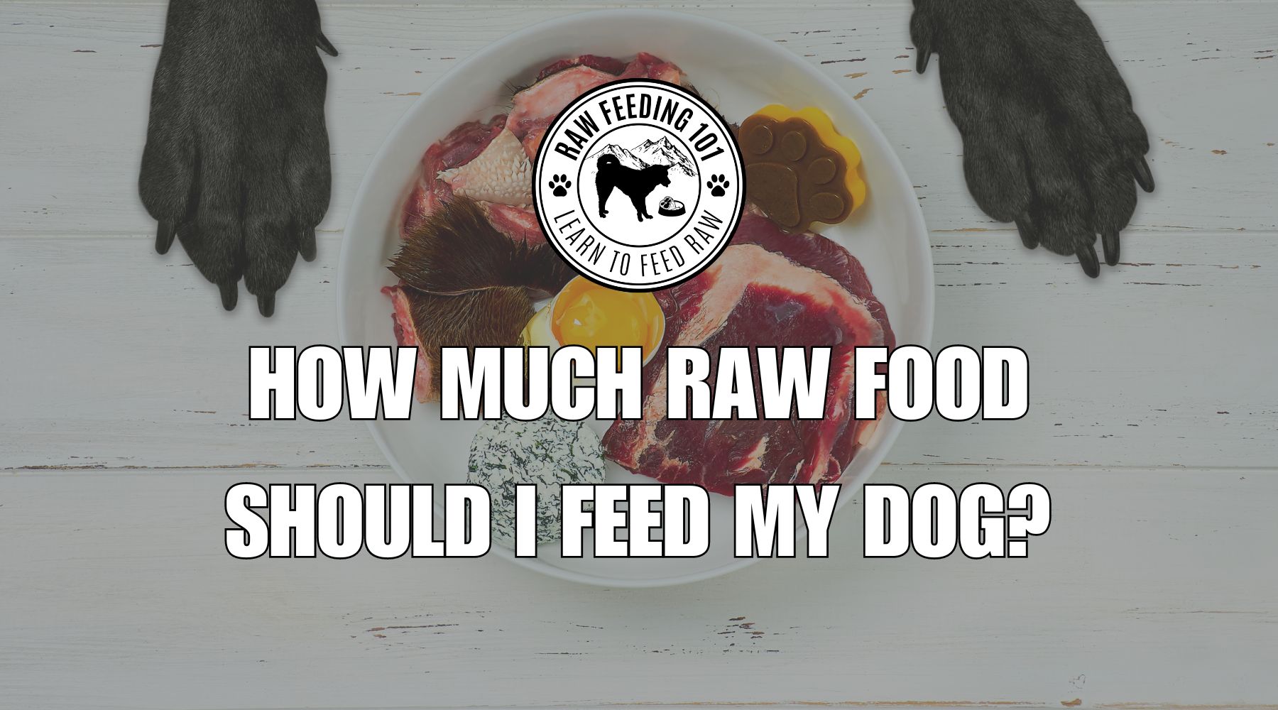 Raw Dog Food for Beginners: How Much Raw Food Should I Feed My Dog?