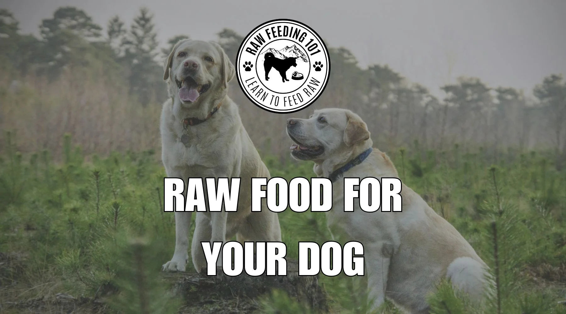 How much raw food should your dog eat?
