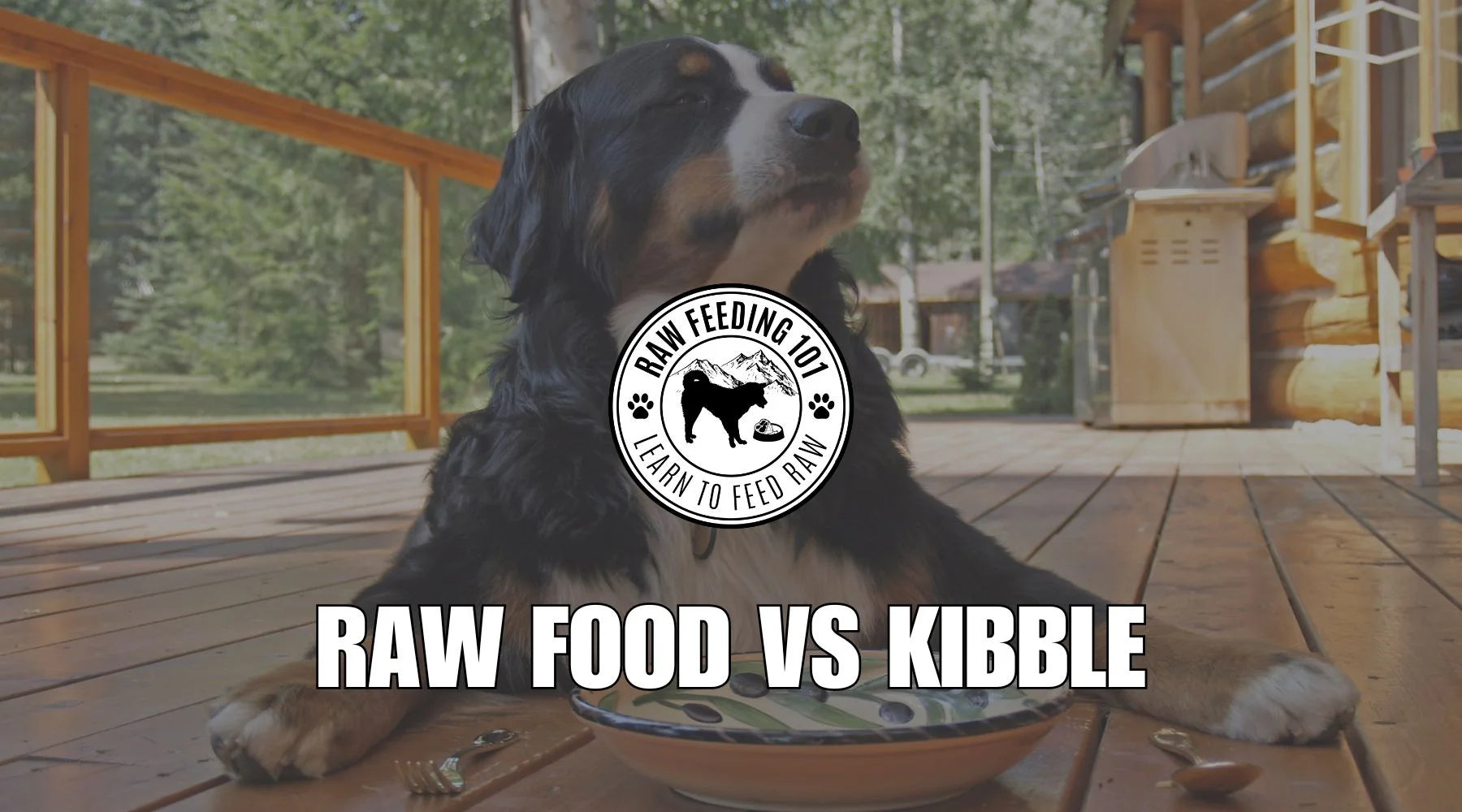Choosing Between Raw Food and Kibble: What's Best for Your Dog?
