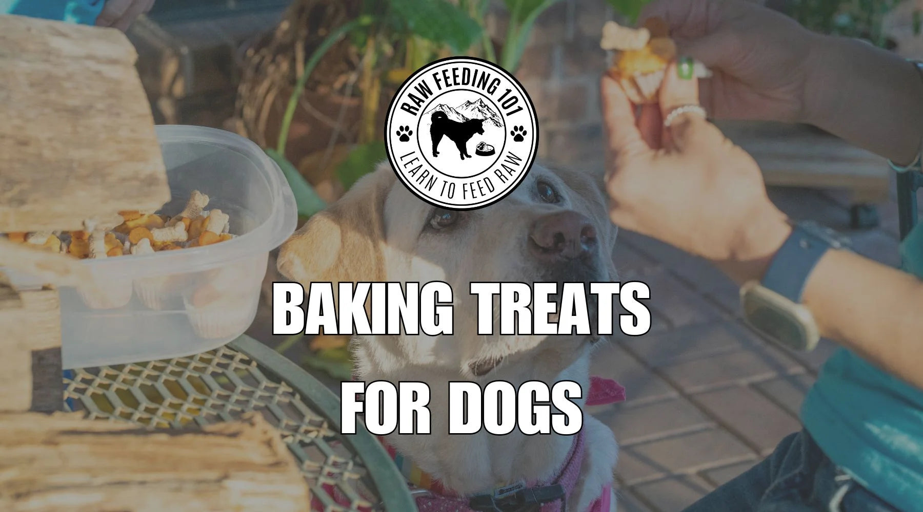 Baking For Your Best Friend: Treats For Dogs