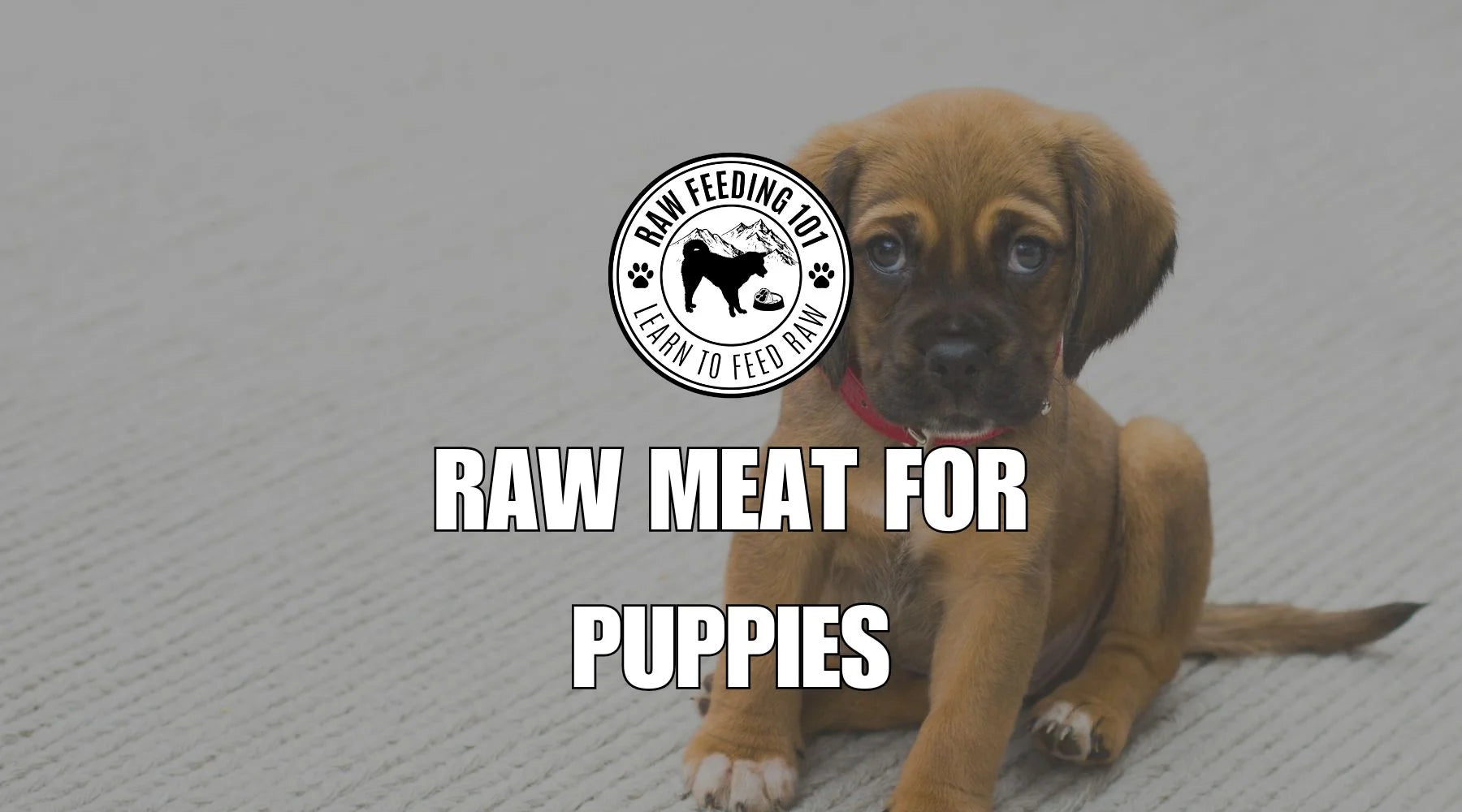 Can Puppies Eat Raw Meat?