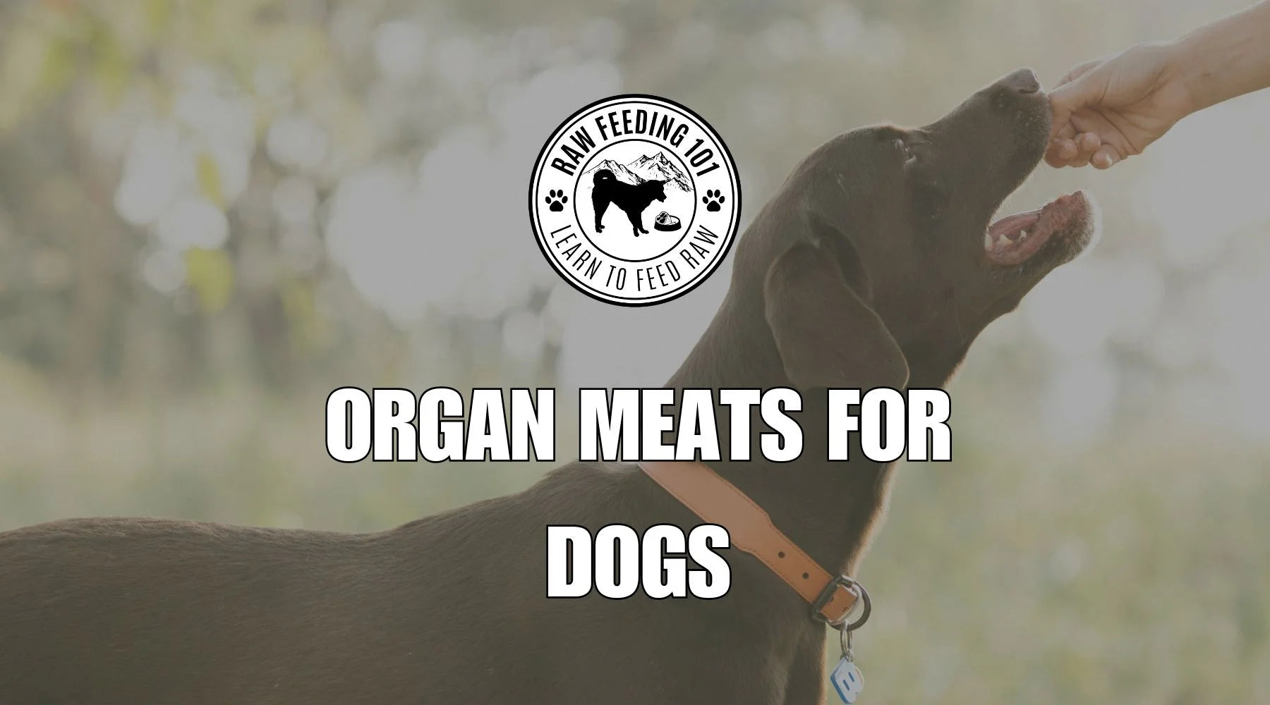 Does Your Dog Need Organ Meats