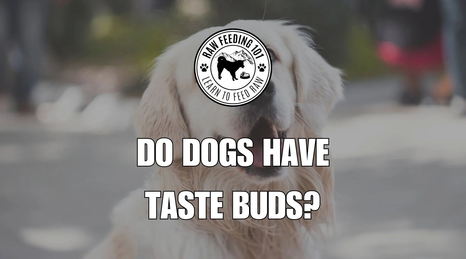 Dog's taste buds: does it like your food?