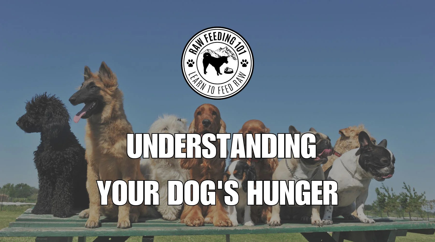 Hungry For Answers? Understanding Your Dog's Hunger