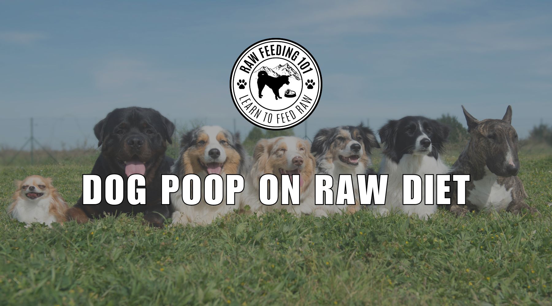 How does a raw diet affect dog poop?