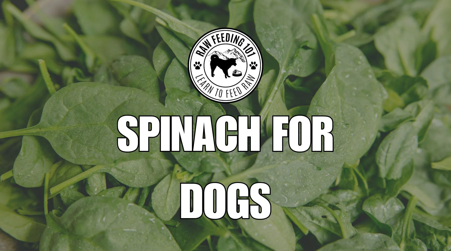 Spinach for Dogs: Superfood or Safety Concern?